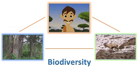 What is Biodiversity