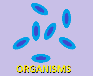 What are Organisms